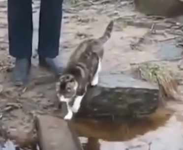 dont_like water.png